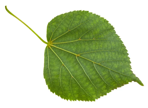 틸리아 cordata 나무의 녹색 잎의 뒷면 — 스톡 사진
