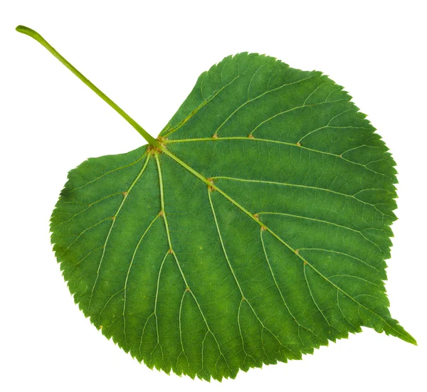 Back side of green leaf of Tilia platyphyllos tree — Stock Photo, Image