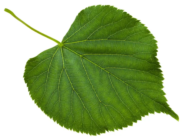 Folha verde de Tilia platyphyllos árvore isolada — Fotografia de Stock