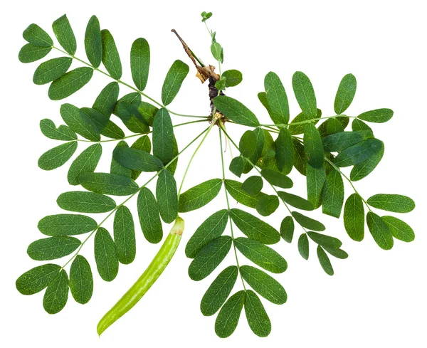 Twig with leaves and pod of Caragana arborescens — Stock Photo, Image