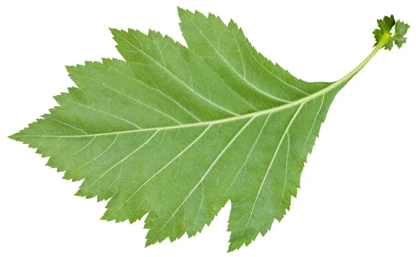 La parte posterior de la hoja verde del arbusto de espino rojo — Foto de Stock