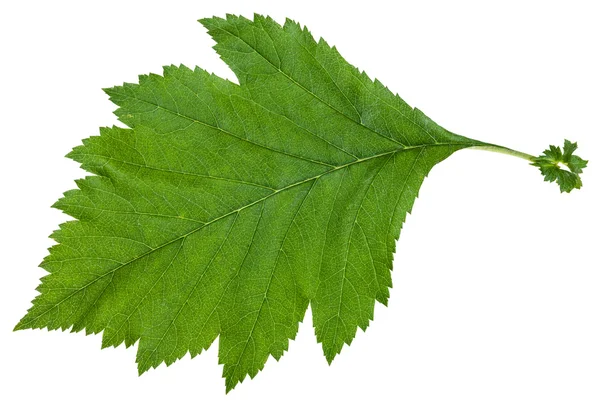 Hoja verde del arbusto de Crataegus sanguinea aislado — Foto de Stock