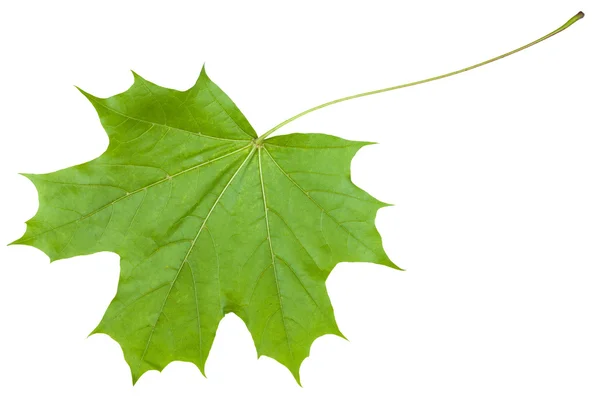 Folha traseira lateral da árvore de bordo (Acer platanoides ) — Fotografia de Stock