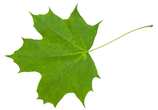 Folha de árvore de bordo (Acer platanoides) isolada — Fotografia de Stock