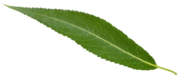 Зеленый лист трещины ивы изолированы — стоковое фото