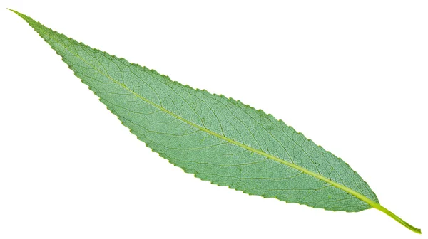 Lado de trás da folha verde de salgueiro crack isolado — Fotografia de Stock