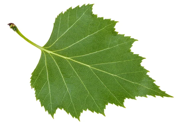 Back side green leaf of birch tree isolated — Stock Photo, Image