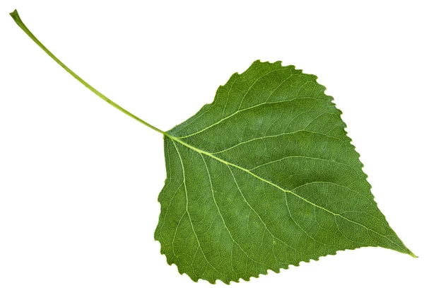 Rückseite frisches Blatt der Birke isoliert — Stockfoto