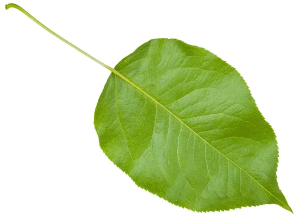 Задняя сторона вишневого дерева зеленого листа изолирована — стоковое фото