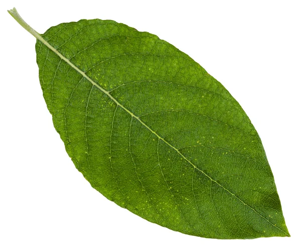 Zielony liść wierzby ziemisty na białym tle — Zdjęcie stockowe