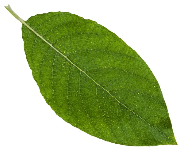 Hoja verde de sauce Sallow aislado —  Fotos de Stock