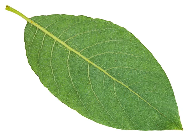 Tylnej stronie zielony liść wierzby ziemisty na białym tle — Zdjęcie stockowe