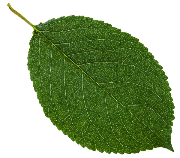 Изолированный зеленый лист дикой вишни — стоковое фото