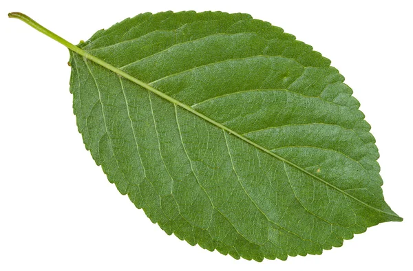 Zadní strana zelených listů divoká třešeň — Stock fotografie