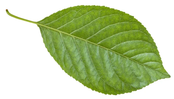 Back side of green leaf of Prunus (plum) tree — Stock Photo, Image