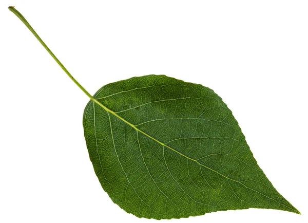 Zielony liść topoli czarnej na białym tle — Zdjęcie stockowe