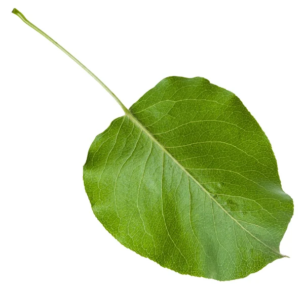 Задня сторона зеленого листя дикої яблуні — стокове фото