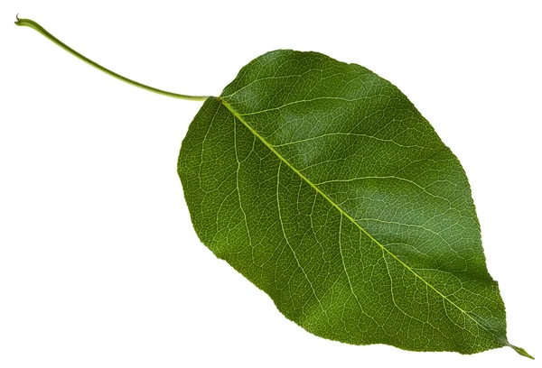 Zielony liść z dzikich jabłoni na białym tle — Zdjęcie stockowe