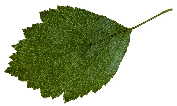 Zielony liść Głóg (Głóg) na białym tle — Zdjęcie stockowe