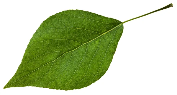 Green leaf of Populus canadensis poplar isolated — Stock Photo, Image