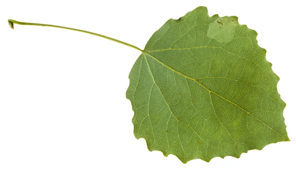 Back side of green leaf of aspen isolated — Stock Photo, Image