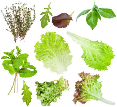 taze salata yaprakları üzerinde beyaz izole kümesi