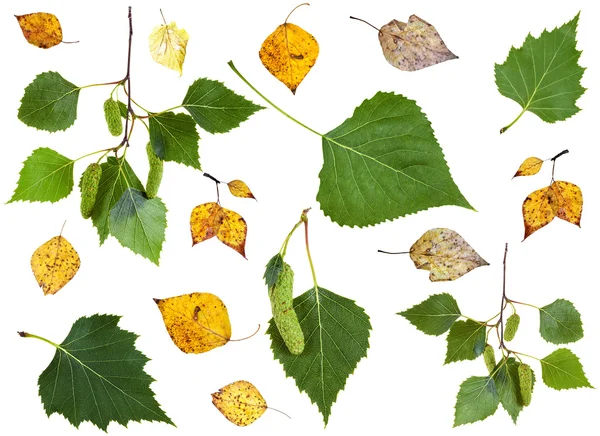 Conjunto de hojas de abedul verde y amarillo otoño de verano —  Fotos de Stock