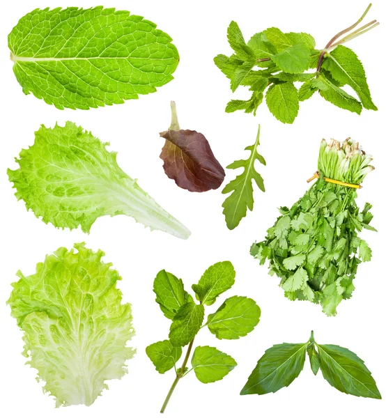 Set van verse sla en salade verlaat geïsoleerd — Stockfoto