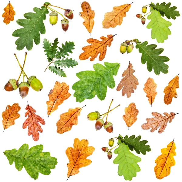 Set of summer green and autumn brown oak leaves — Stock Photo, Image