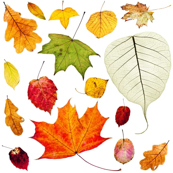 Conjunto de coloridas hojas de otoño aisladas en blanco — Foto de Stock