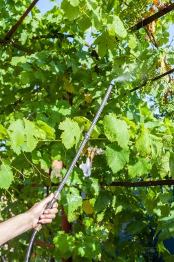 asma plantasyon pestisit tarafından işleme çiftçi