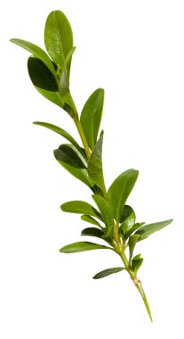 Şimşir (Şimşir, kutusu, kutu-ağaç yeşil dal)