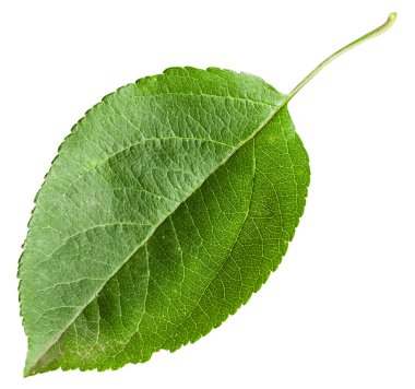 izole elma ağacının yaprak yeşil