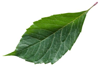 izole Parthenocissus bitkinin yaprak yeşil
