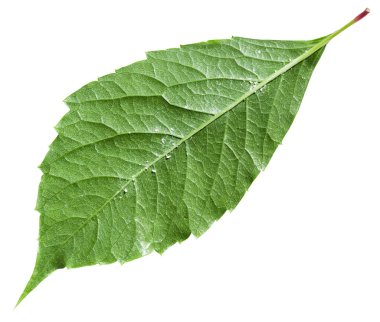 yeşil yaprak arka yüzüne Parthenocissus bitki