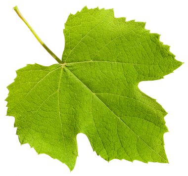 (Vitis vinifera üzüm asma bitkinin yaprak yeşil)