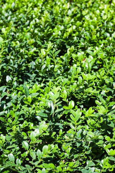 Natuurlijke achtergrond - groene bladeren van buxus — Stockfoto