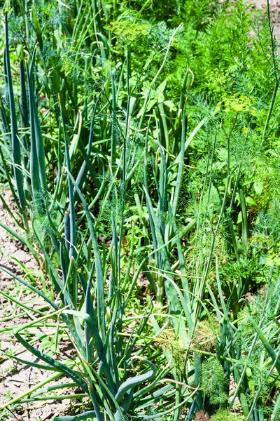 Cebolas verdes, endro, salsa na cama de jardim — Fotografia de Stock