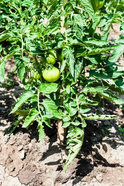 Cespuglio con pomodoro verde su letto da giardino — Foto Stock