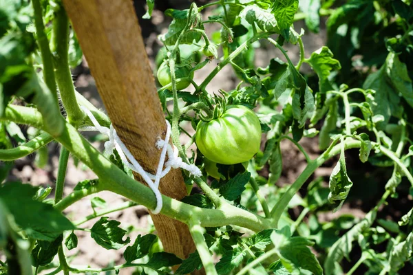 Green tomato on bush in garden — Stock Photo, Image