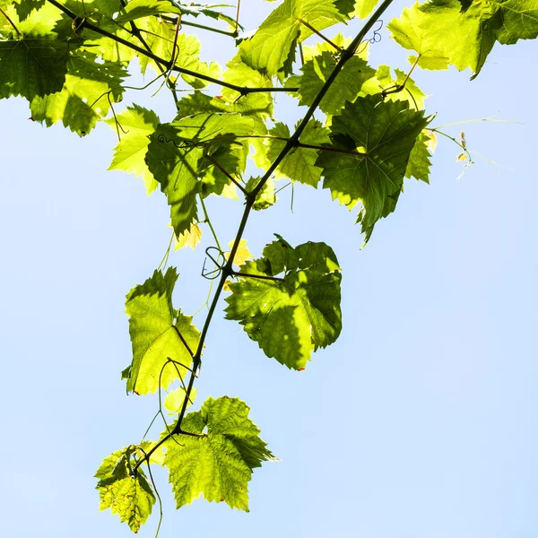 Viña con hojas de uva verde y cielo azul — Foto de Stock