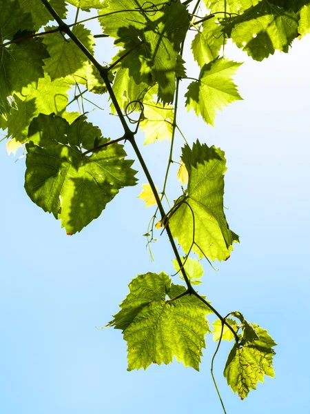 Větvička s zelené hroznové listy a modrá obloha — Stock fotografie