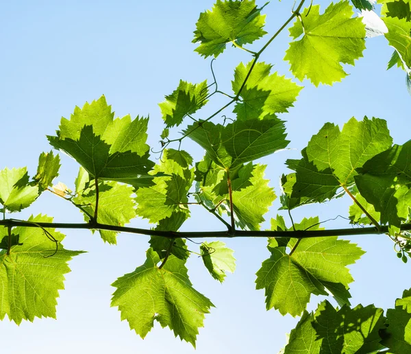 Rama con hojas de uva verde y cielo azul — Foto de Stock