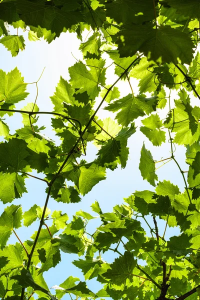 Foglie di uva verde di vigneto e cielo azzurro — Foto Stock