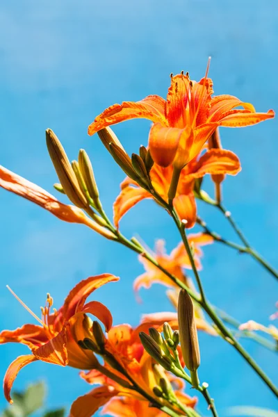 Färska blommor orange daglilja utomhus — Stockfoto