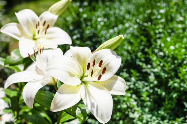 Flores brancas de Lilium no jardim verde — Fotografia de Stock