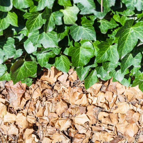 Fallen brown and fresh green leaves of ivy plant — Stock Photo, Image