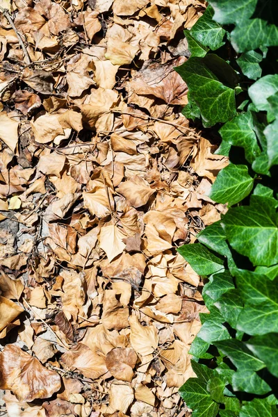 Gevallen en de groene bladeren van klimop plant — Stockfoto