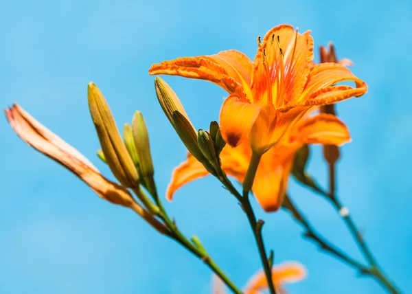 オレンジ色のユリの花クローズ アップ アウトドア — ストック写真