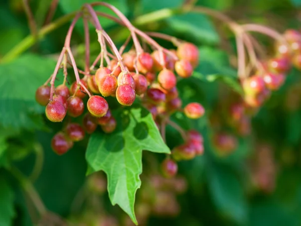 Czerwone owoce Kaliny na zielony krzew w lecie — Zdjęcie stockowe